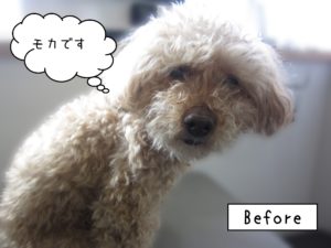 よろしくトイプー