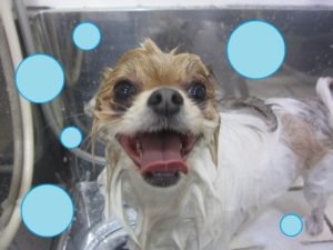 シャンプーミックス