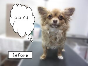 よろしくチワワ