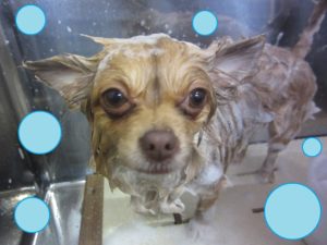 シャンプーチワワ