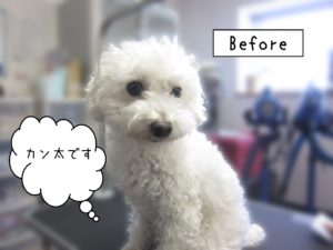 よろしくトイプー