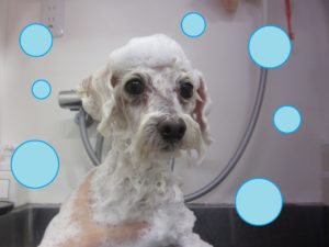 シャンプートイプー