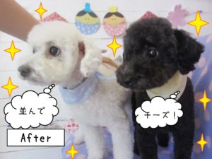 仕上がりトイプー