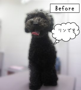 よろしくトイプー