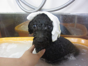 お風呂トイプー