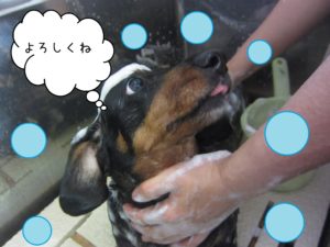 シャンプーダックス