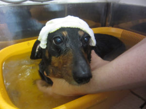 お風呂ダックス