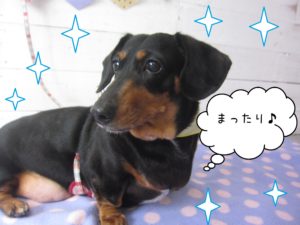 仕上がりダックス