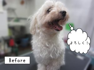 よろしくマルチーズ