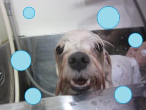 シャンプーマルチーズ