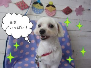 仕上がりマルチーズ