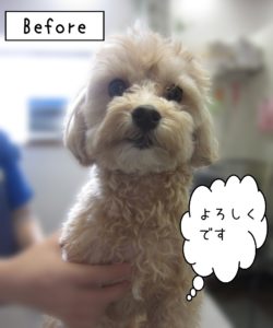 よろしくミックス