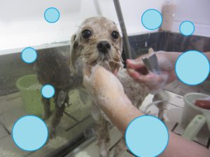 シャンプーミックス