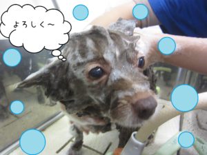 シャンプーポメ