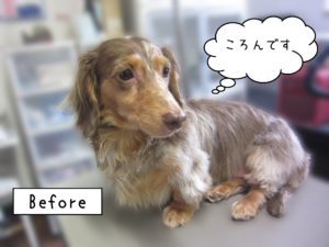 よろしくダックス