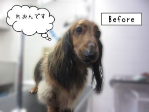 よろしくダックス