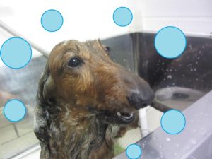 シャンプーダックス