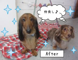 仕上がりダックス