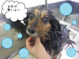 シャンプーダックス