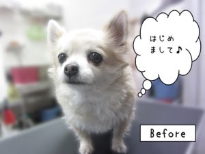 よろしくチワワ