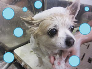 シャンプーチワワ