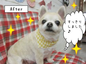 仕上がりチワワ