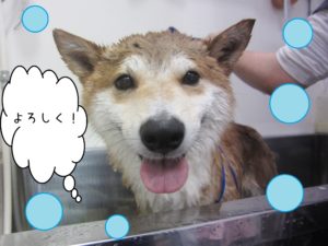 シャンプーしば