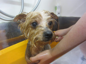 お風呂ヨーキー