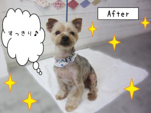 仕上がりヨーキー