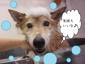 シャンプーミックス