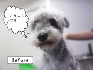 よろしくMシュナ