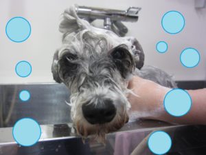 シャンプーMシュナ