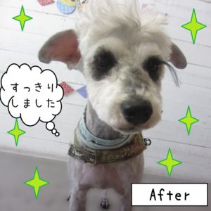 仕上がりMシュナ