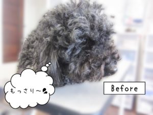 よろしくトイプー