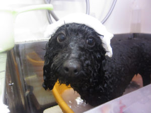 お風呂トイプー