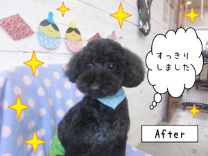 仕上がりトイプー