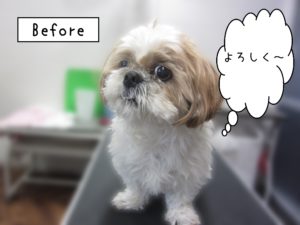 よろしくシーズー