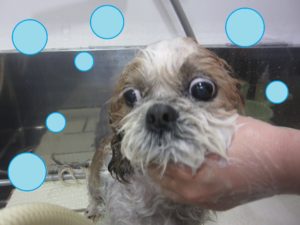 シャンプーシーズー