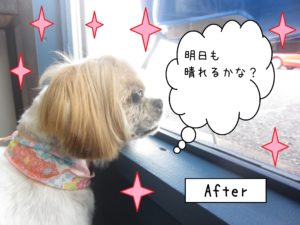 仕上がりシーズー