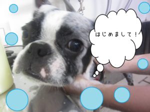 シャンプーボストン