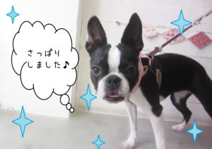 仕上がりボストン