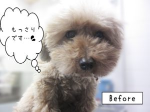 よろしくトイプー