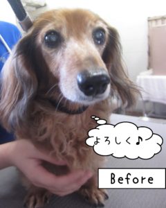 よろしくダックス