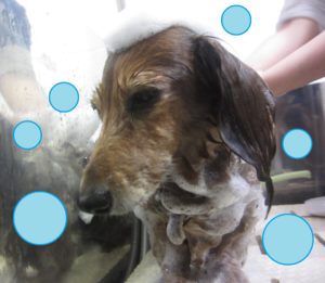 シャンプーダックス