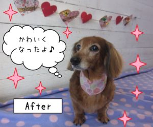 仕上がりダックス