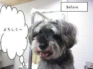 よろしくＭシュナ