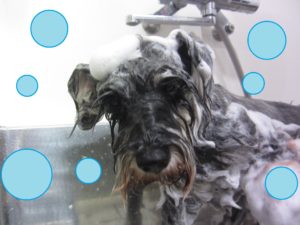 シャンプーＭシュナ