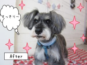 仕上がりMシュナ