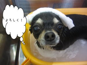 お風呂チワワ
