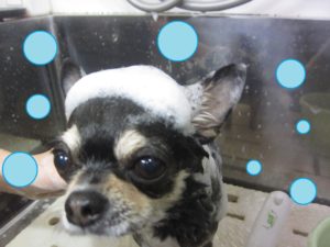 シャンプーチワワ